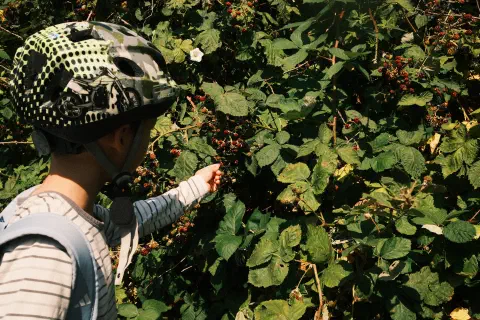 A boy picks blackberries off a bush. The boy is wearing a cycle helmet, looking away from the camera.
