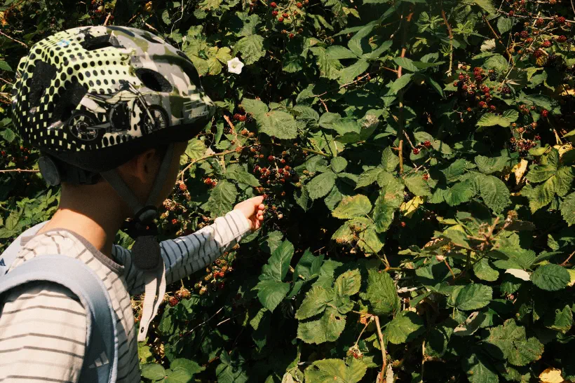 A boy picks blackberries off a bush. The boy is wearing a cycle helmet, looking away from the camera.