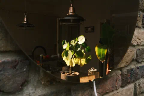 a photo taken in a round mirror, much of the scene is dark but sunlight lights two indoor plants that can be seen in the reflection