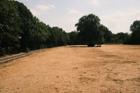 A photo looking along a towpath. The image is dominated by a big patch of dry yellow grass.